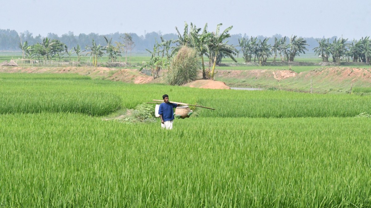 মরক্কো থেকে ৪০ হাজার টন ডিএপি সার আমদানির অনুমোদন, ব্যয় প্রায় ৪২৮ কোটি টাকা